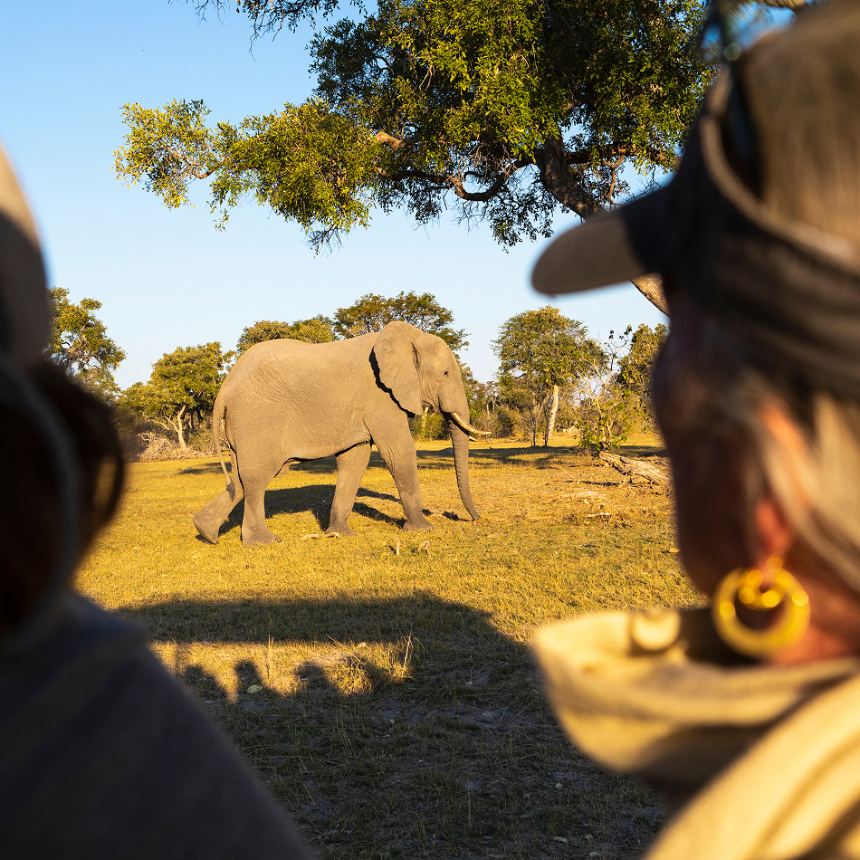 Two travelers observing an elephant walking on a sunny savanna during a safari