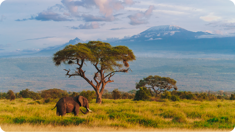 An elephant grazing in a grassy savanna with a flat-topped acacia tree nearby, set against the backdrop of Mount Kilimanjaro and a wide, cloud-streaked sky in East Africa.